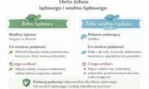 Co jedzą żółwie? Lądowe żywią się roślinami łąkowymi, wodno-lądowe pokarmem zwierzęcym. Unikaj mięsa i nabiału dla lądowych.