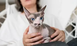 Dorosły devon rex o niebieskich oczach i charakterystycznym umaszczeniu siedzi na kolanach u osoby.