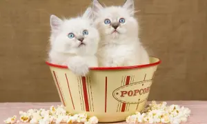 Czy koty mogą jeść popcorn? Sprawdź, dlaczego to niebezpieczne dla nich