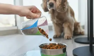 Odważanie karmy dla psa. Zastanawiasz się, ile powinien jeść pies 10kg? Dokładne porcjowanie to klucz do zdrowia Twojego pupila.