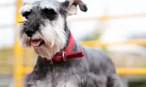 Jack Russell Terrier: ma włosy czy sierść? Poznaj różnice i pielęgnację