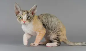 Kolory Devon Rex: Odkryj różnorodność umaszczenia i ich zmiany