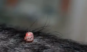 Widoczna brodawka u psa, różowa, z włoskami wyrastającymi wokół.