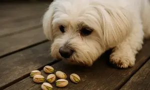 Biały piesek z zaciekawieniem wpatruje się w garść pistacji. Czy pies może jeść pistacje?