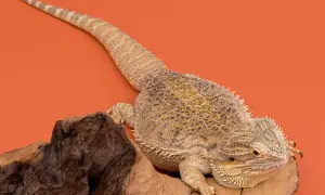 Agama brodata na drewnie. Sprawdź atrakcyjną agama brodata cenę i dowiedz się więcej o tych fascynujących gadach.