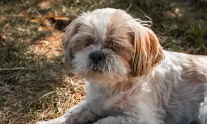 Puszysty piesek Shih Tzu odpoczywa na trawie. Może dlatego pies śpi przy głowie, bo czuje się bezpiecznie i blisko swojego opiekuna.