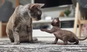 Hodowla kotów Devon Rex w Polsce - najlepsze hodowle i kocięta