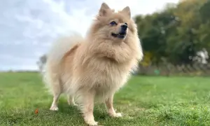 Czy pomeranian gubi sierść? Oto co musisz wiedzieć o linieniu
