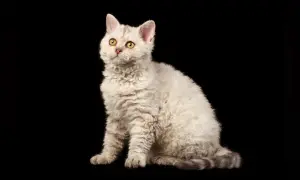 Puszysty kot rasy Selkirk Rex o kręconej sierści i bursztynowych oczach. Jego cena może być wysoka, ale urok nieoceniony.