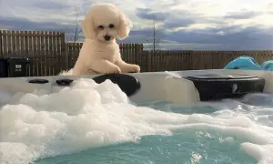 Uroczy bichon frise siedzi na brzegu jacuzzi, otoczony pianą. Zastanawiasz się nad bichon frise cena?