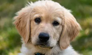 Czy golden retriever ma włosy czy sierść? Odkryj prawdę o jego futrze