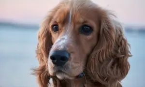 Uroczy cocker spaniel, jedna z wielu odmian tej rasy, z błyszczącymi oczami i falującą sierścią.