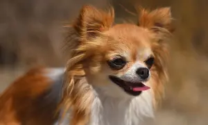 Uroczy, rudy chihuahua, najmniejszy pies na świecie, z wystawionym języczkiem.