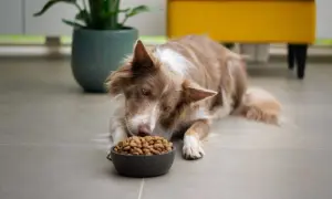 Pies rasy border collie z zaciekawieniem spogląda na miskę z karmą. To może być początek rankingu suchych karm dla psa, gdzie każdy kęs jest oceniany.
