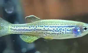 Małe, błyszczące rybki akwariowe danio z niebieskimi plamkami pływają w akwarium.