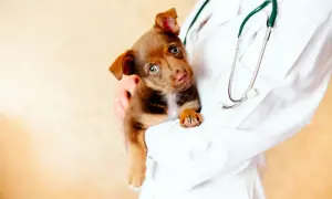 Odrobaczanie psa na czczo czy po jedzeniu - co musisz wiedzieć?