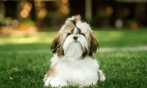 Shih Tzu ma włosy czy sierść? Odkryj różnice i pielęgnację