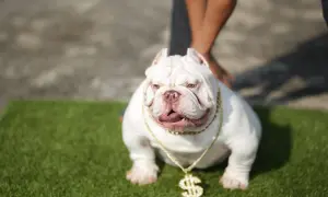 Biały pies rasy exotic bully, z łańcuchem i wisiorkiem w kształcie dolara, siedzi na trawie.