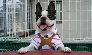 Uroczy boston terrier w koszulce, gotowy do adopcji. Sprawdź boston terrier cena!
