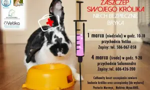 Ile kosztuje wizyta u weterynarza z królikiem? Sprawdź ceny i usługi