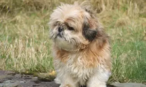 Puszysty piesek siedzi na kamieniu, marząc o smacznych łapkach z kurczaka.
