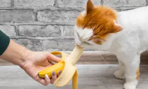 Rudy kot je banana podawanego przez rękę. Czy koty mogą jeść banany? Tak, ale w małych ilościach.