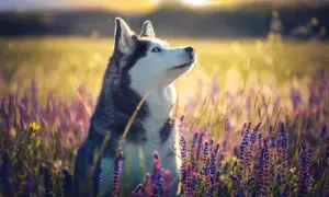 Piękny husky syberyjski z niebieskimi oczami siedzi w kwitnącym polu. Cena takiego psa może być wysoka, ale jego urok jest bezcenny.