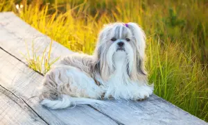 Uroczy piesek rasy Shih Tzu, jedna z wielu odmian tej rasy, leży na drewnianej ławce wśród złocistej trawy.