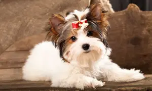 Uroczy Biewer Yorkshire Terrier, jeden z rodzajów yorków, z czerwoną kokardką na głowie, leży na drewnianej desce.