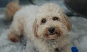 Maltipoo włosy czy sierść – poznaj prawdę o ich pielęgnacji