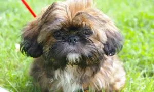 Kiedy shih tzu zmienia sierść i jak ułatwić ten proces?