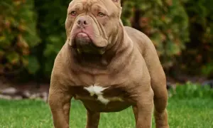 Potężny american bully xxl o brązowej sierści i białej plamie na piersi stoi na trawie.