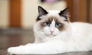 Uroczy kot rasy Ragdoll z niebieskimi oczami, idealny kot dla dzieci, leży na podłodze.