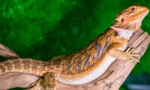 Pomarańczowa agama brodata, znana też jako co je agama brodata, siedzi na gałęzi na tle zieleni.