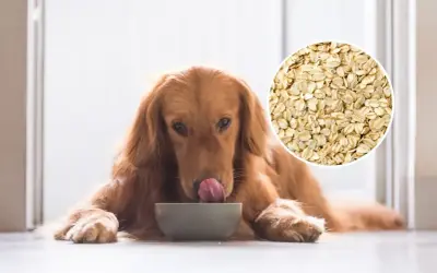 Złoty retriever liże miskę, zastanawiając się, czy pies może jeść płatki owsiane. Obok widok na płatki.