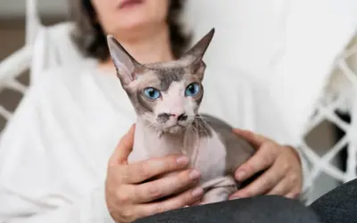 Dorosły devon rex o niebieskich oczach i charakterystycznym umaszczeniu siedzi na kolanach u osoby.