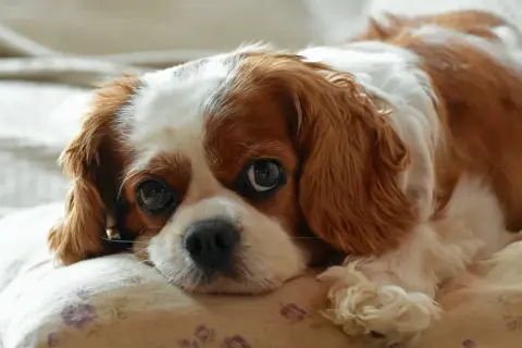 Cavalier King Charles Spaniel - ile sierści gubi i jak dbać o futro