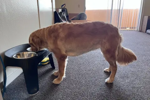 Golden retriever pije wodę z miski na podwyższeniu.