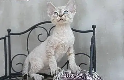 Devon Rex w śląskim – Gdzie znaleźć zdrowe kocięta z rodowodem