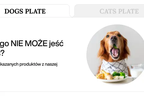 Złoty retriever z brokułem w pysku, obok talerz z jedzeniem i mlekiem. Temat: czego nie może jeść pies.