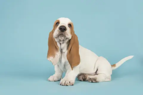 Szczeniak rasy Basset Hound siedzi na niebieskim tle.