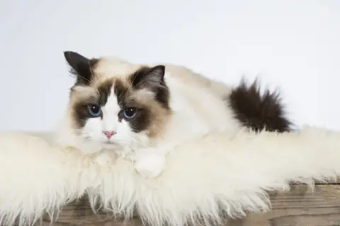 Dorosły ragdoll z niebieskimi oczami leży na białym futrze.