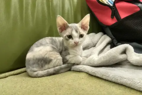Devon Rex Lublin – piękne koty na sprzedaż i lokalne hodowle