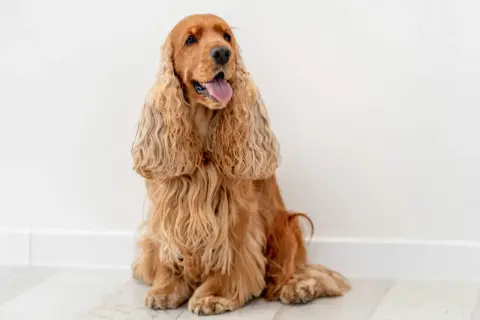 Cocker spaniel angielski usposobienie: przyjazny, wesoły piesek siedzi na podłodze, z językiem na wierzchu.