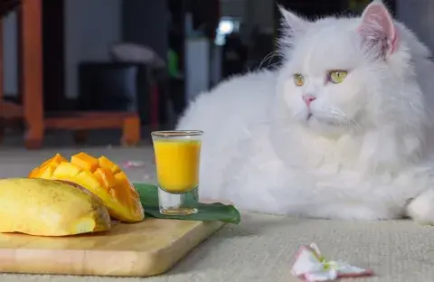 Czy koty mogą jeść mango? Odkryj ryzyko i bezpieczne metody podawania