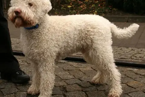 Lagotto Romagnolo sierść czy włos – poznaj różnice i pielęgnację
