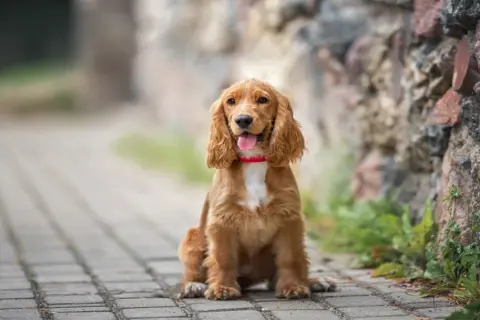 Spaniel włosy czy sierść – jak dbać o unikalną sierść cocker spaniela