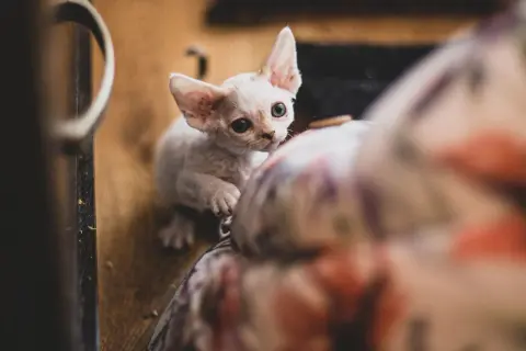 Devon Rex blue point - piękne kocięta, które skradną Twoje serce