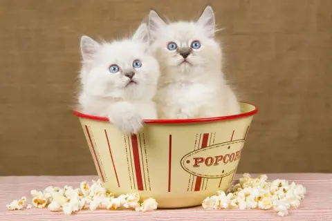 Czy koty mogą jeść popcorn? Sprawdź, dlaczego to niebezpieczne dla nich