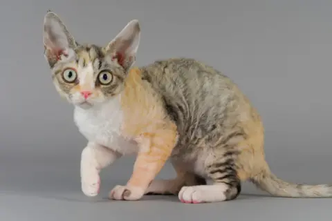 Kolory Devon Rex: Odkryj różnorodność umaszczenia i ich zmiany